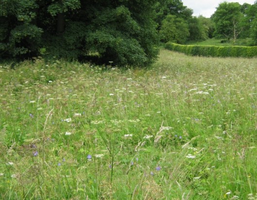 024Wildflower meadow (640x499)