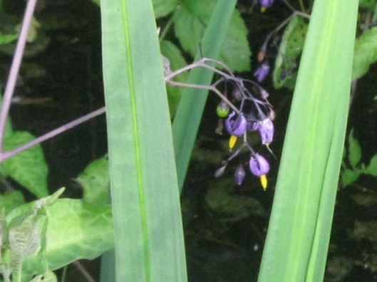 024Woody nightshade in ditch (640x480)