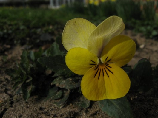 025Yellow viola (640x480)