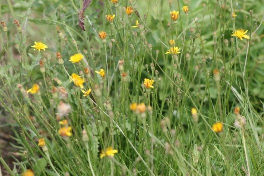 026Cat's-ear (640x427)