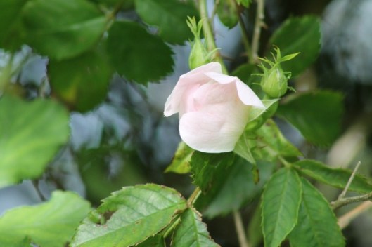 026Dog Rose bud (640x427)