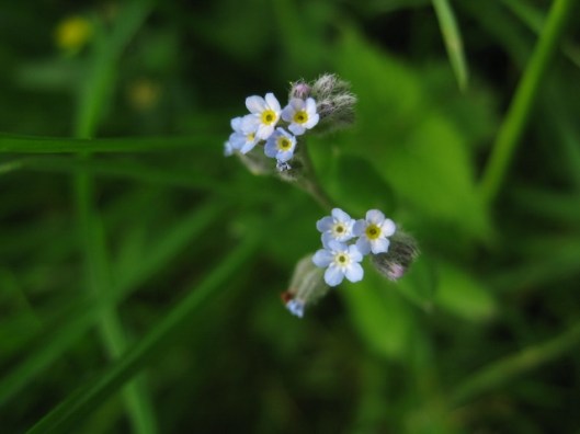 026Forget-me-not (640x480)