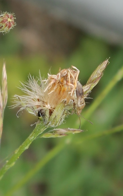 027Cat's-ear (401x640)