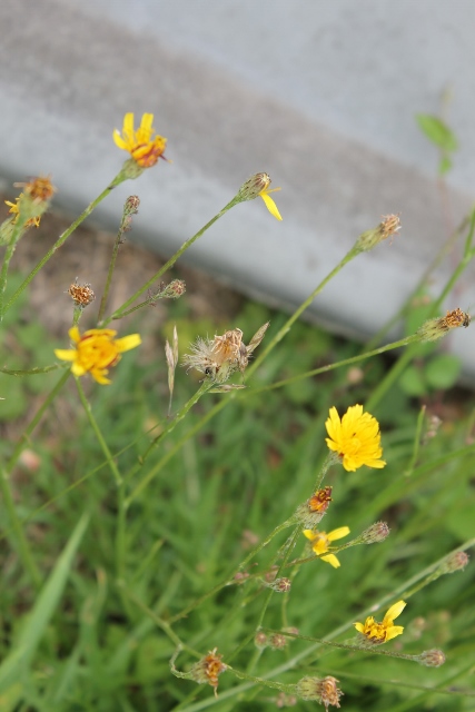 027Cat's-ear (427x640)