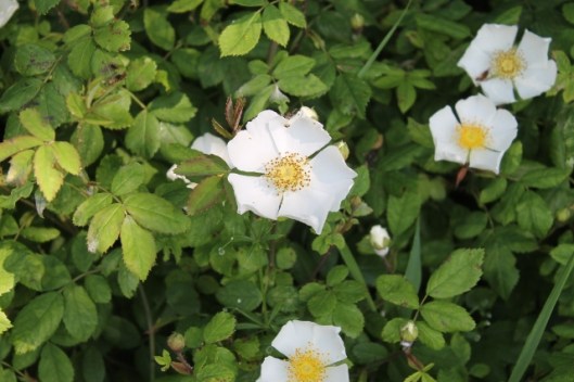 028White rose in lane (640x427)