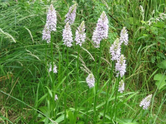 030Common spotted orchid (640x480)