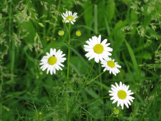 030Mayweed (640x480)
