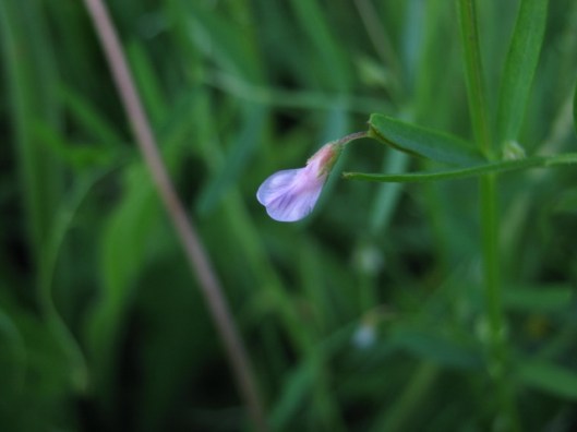 030Smooth tare (640x480)