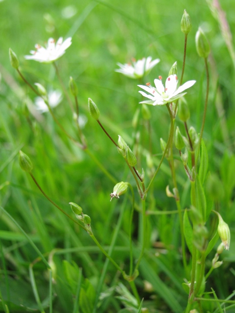 040Lesser stitchwort (480x640)