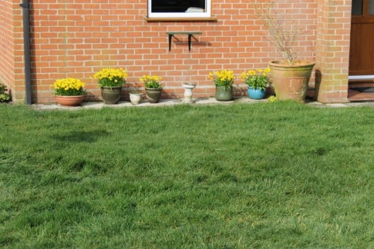 044Daffodils outside house (640x427)