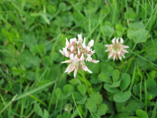 044White clover (640x480)