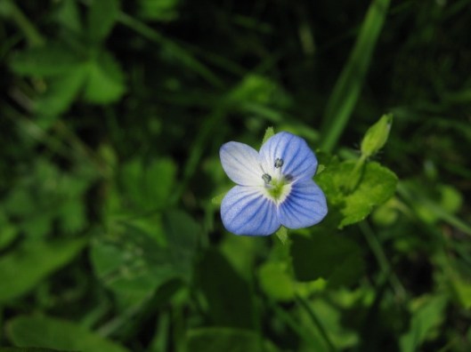 047Common field-speedwell (640x480)