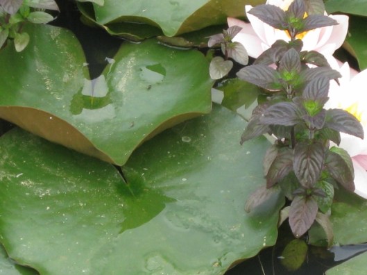 061Water mint with water lilies (640x480)
