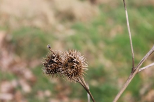 069Burdock seedheads (640x427)