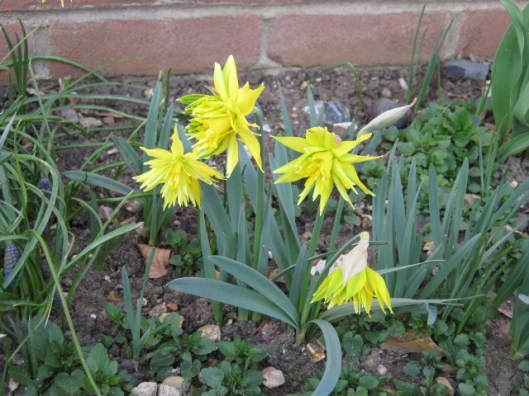 107Rip van Winkle daffodils (640x480)
