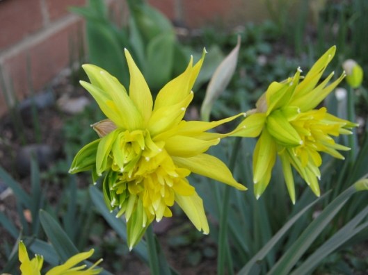 108Rip van Winkle daffodils (640x480)