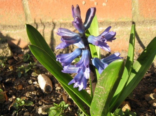 109Delft Blue hyacinth (640x480)