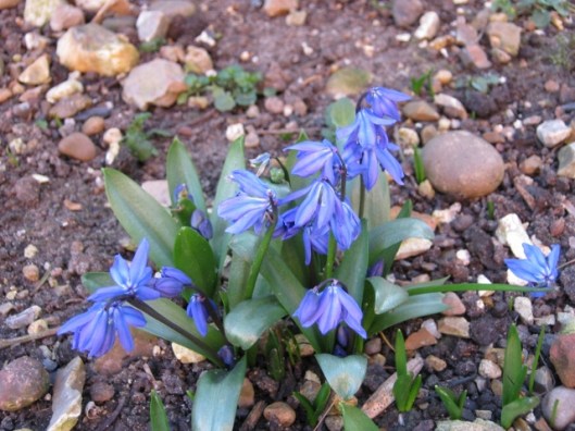 111Scillas (640x480)