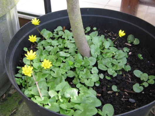IMG_0501Lesser celandine in tub with bay (640x480)