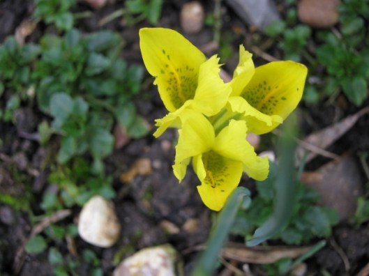 IMG_0504Iris danfordiae (640x480)