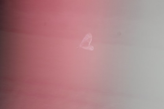 001Barn owl (640x427)