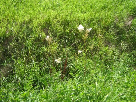 001Meadowsweet (640x480)