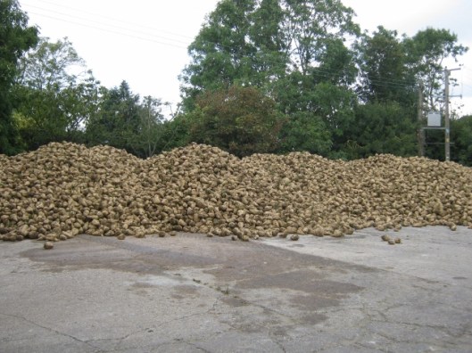 001Sugar beet (640x480)