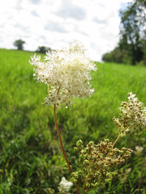 002Meadowsweet (480x640)
