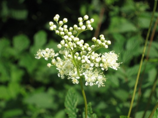 002Meadowsweet (640x480)