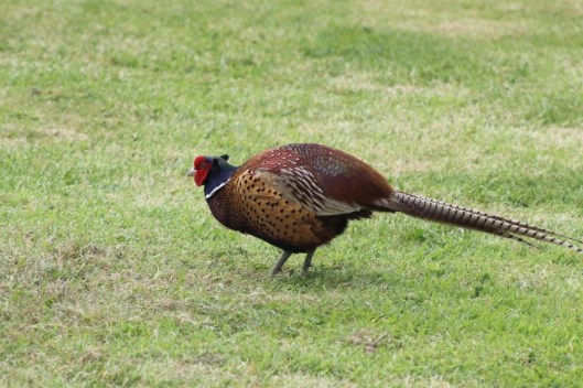 003Cock Pheasant (640x427)