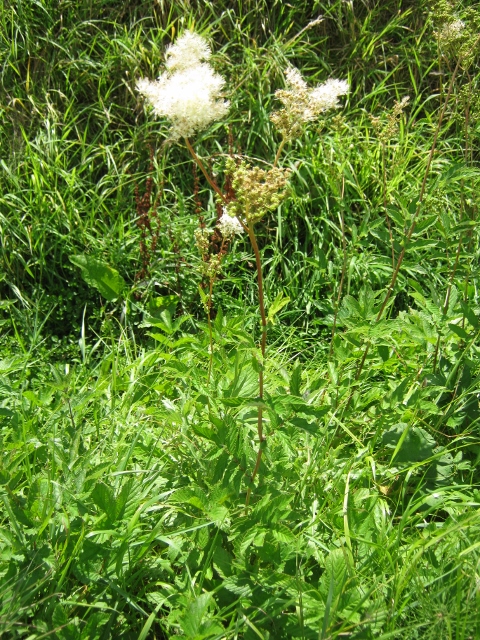 003Meadowsweet (480x640)