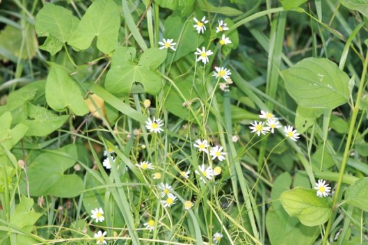 005Mayweed (640x427)