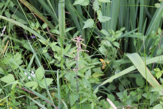 005Stinging nettle with pink flowers (640x427)