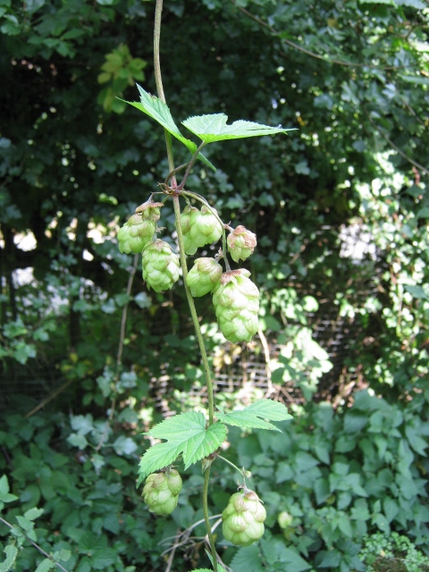 005Wild hops (480x640)