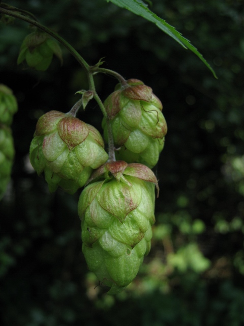 006Hops (480x640)