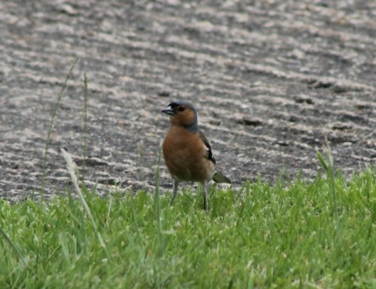 006Male chaffinch (640x493)