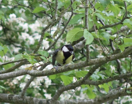 007Great Tit (640x504)