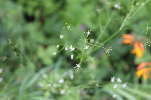 009Parsley water dropwort (640x427)