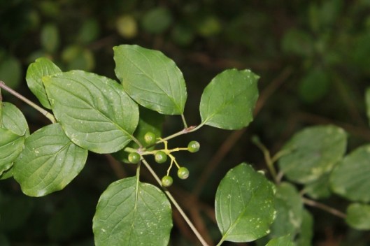 010Dogwood berries (640x427)