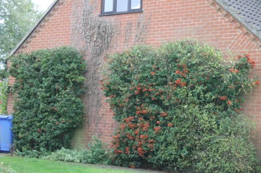 010Pyracantha (640x427)