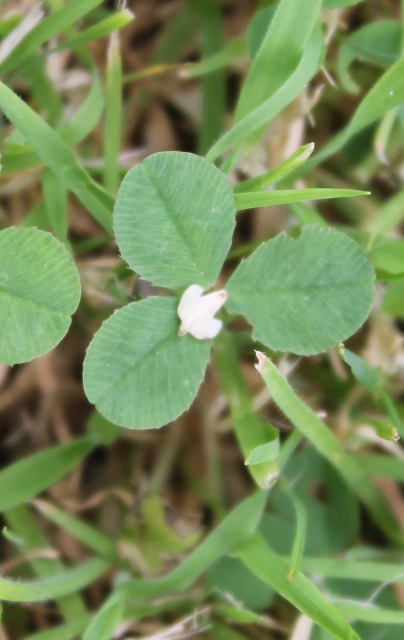 011Birch scale on clover leaf (404x640)