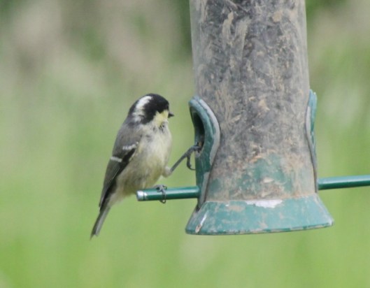 011Coal tit (640x499)