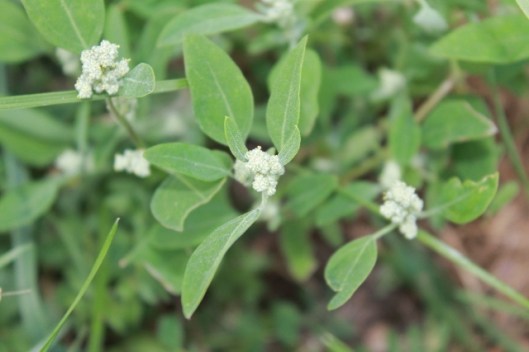 011Fat hen (640x427)