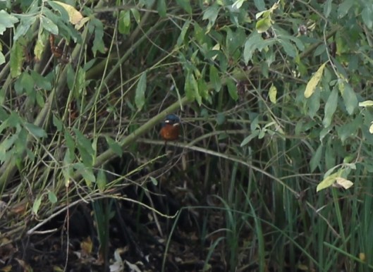 011Kingfisher (640x467)