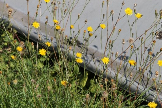 011Possibly hawksbeard (640x427)