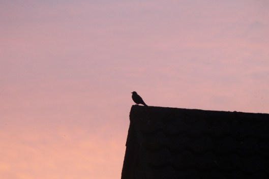 012Blackbird (640x427)