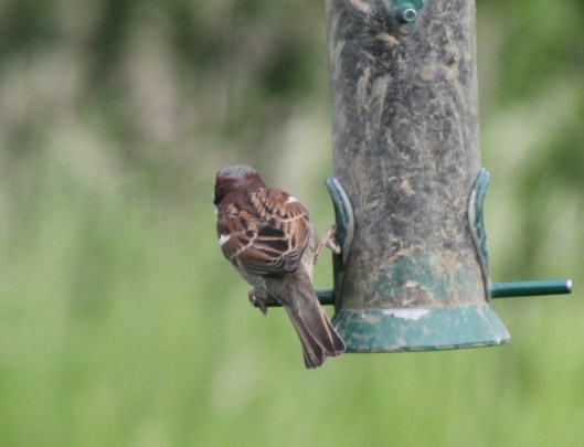 012Male house sparrow (640x491)
