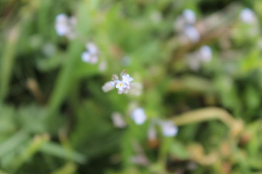 012Tiny forget-me-not (640x427)