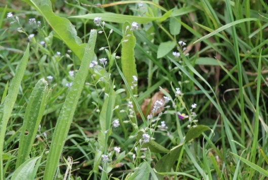 014Changing forget-me-not (640x432)