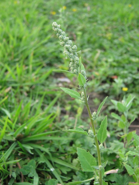 015Fat Hen (480x640)